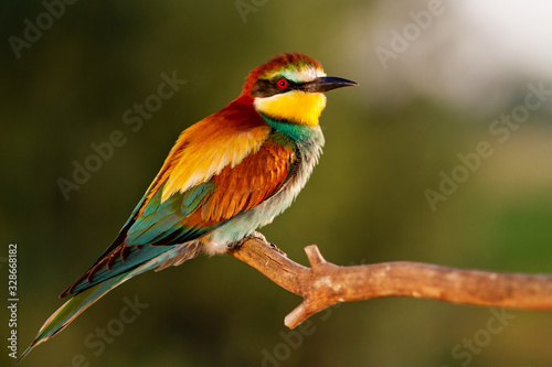 bee-eater in the golden rays of the sun sits on a branch