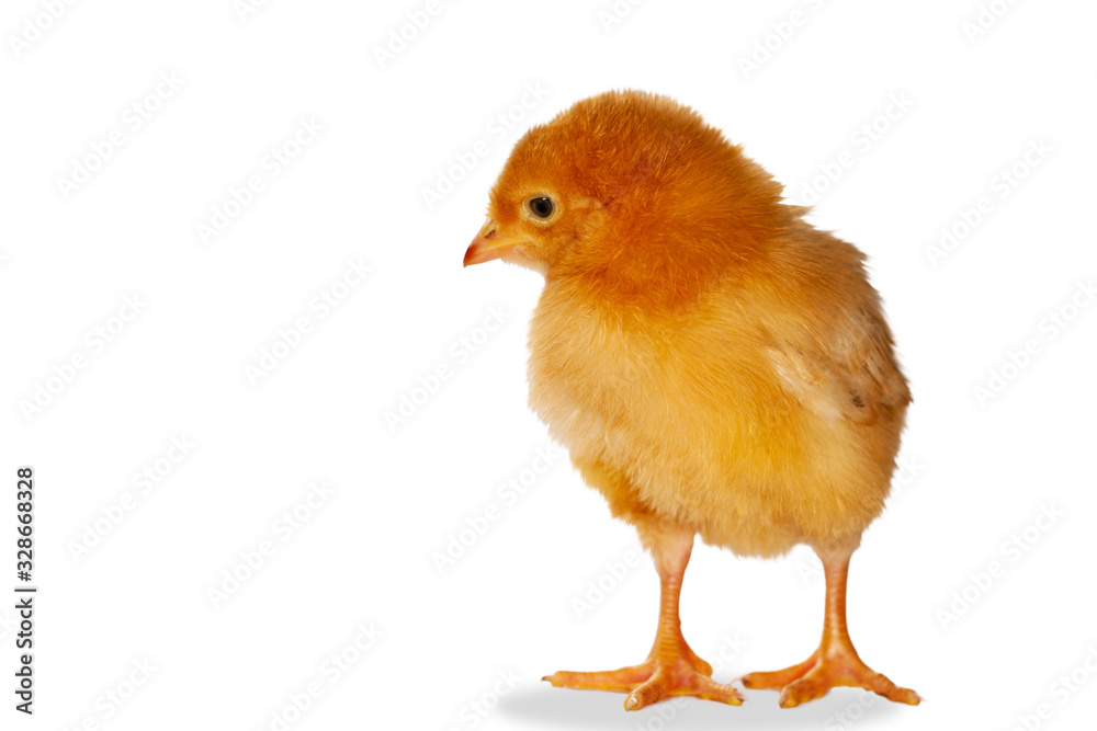 Obraz premium red chicken on a white background