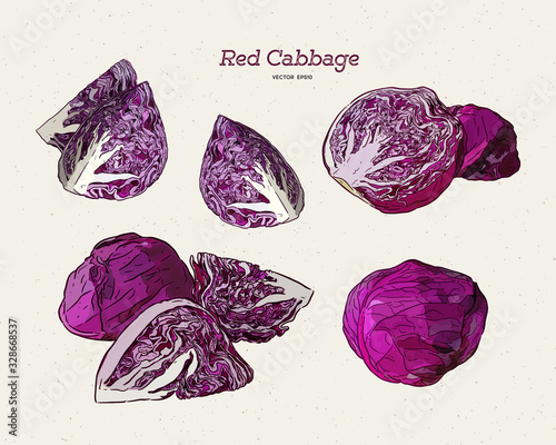 Collection of red cabbage, hand draw sketch vector.