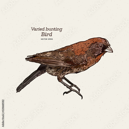 The varied bunting (Passerina versicolor) is a species of songbird. Hand draw sketch vector. photo