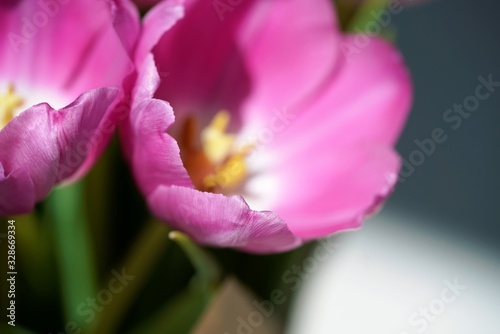 closeup of pink tulip head