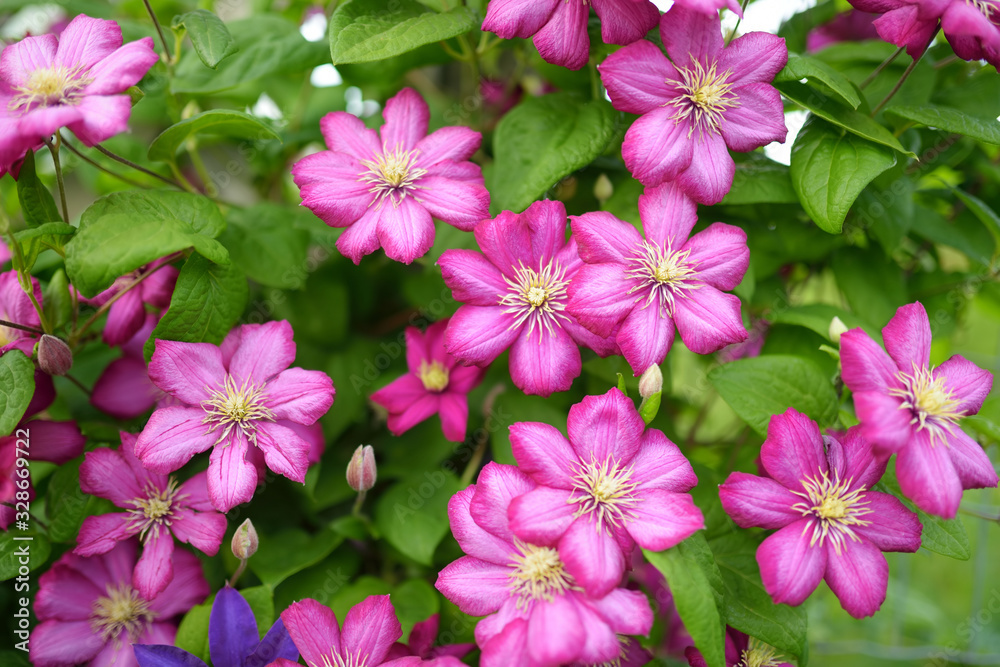 Flowering pink clematis in the garden. Flowers blossoming in summer.