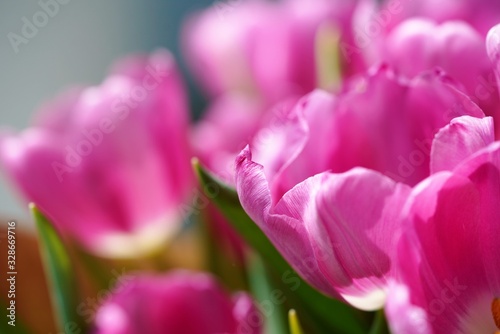 pink tulips in the garden