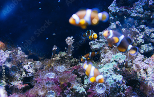 Fototapeta Naklejka Na Ścianę i Meble -  clown fish in aquarium, anemone on background reef coral sea, anemonefish in oceanarium