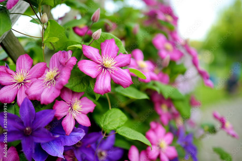 Flowering pink clematis in the garden. Flowers blossoming in summer.