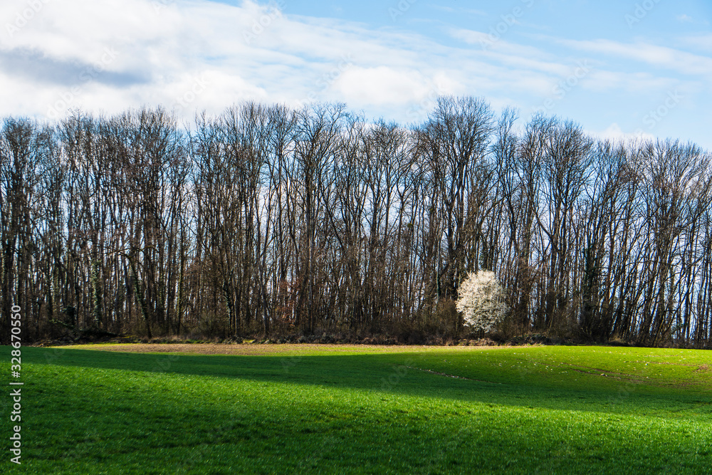 Contraste entre un petit arbre fleuri et une foret noire avec ombre et lumière sur la verdure au premier plan Contraste entre un petit arbre fleuri et une foret noire avec ombre et lumière sur la verdure au premier plan