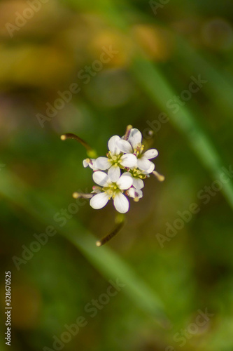 Wild flower in spring season