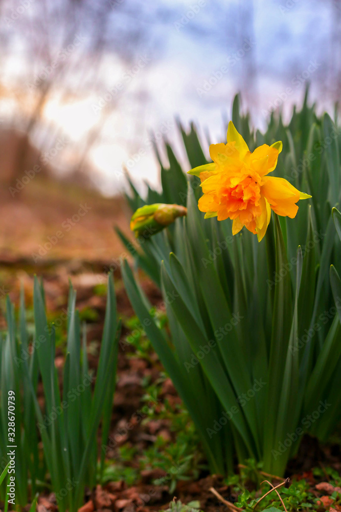 Yellow narcissus flower in wild nature Yellow narcissus flower in wild nature