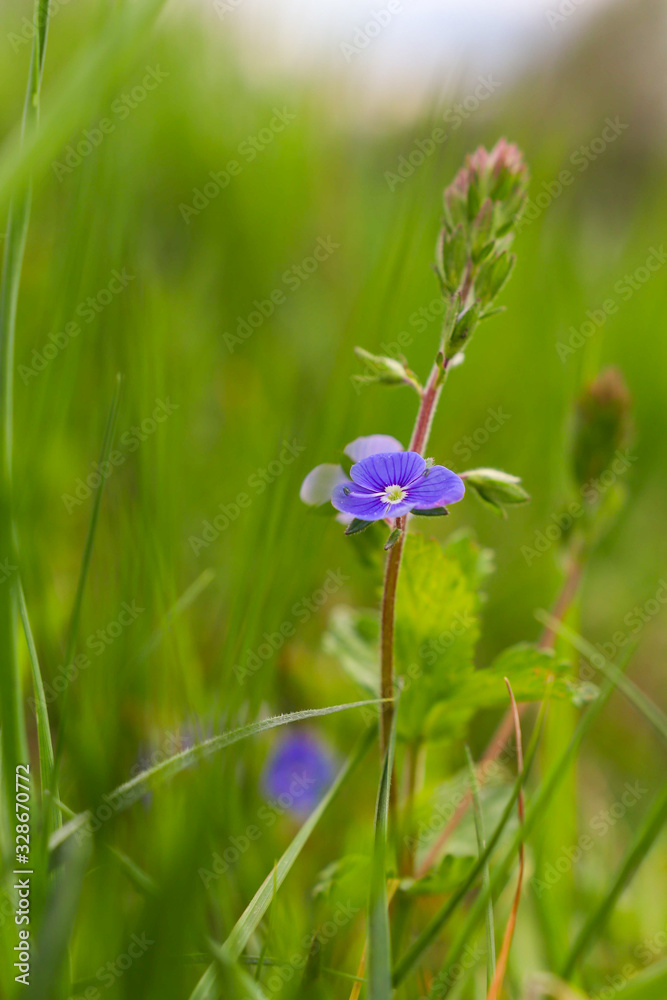 Wild flower in spring season Wild flower in spring season