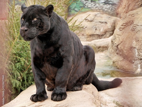 A panther sits on a stone in a zoo.