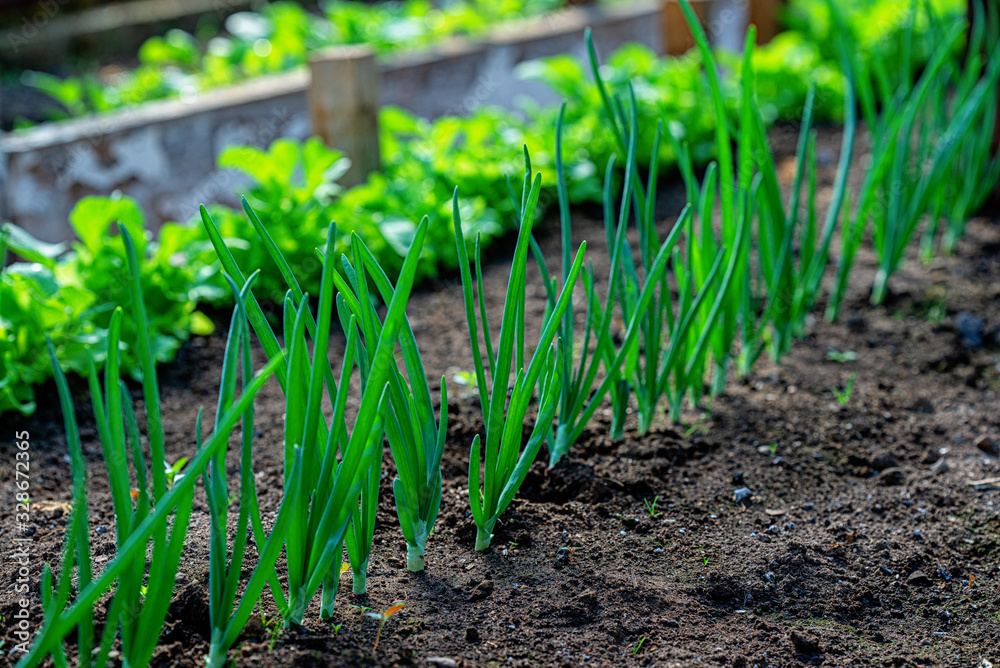 Obraz premium Close-up fields grow green vegetables in soil