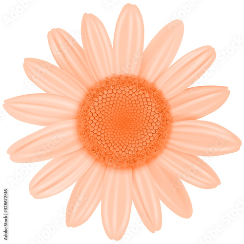 Daisy flower isolated orange color