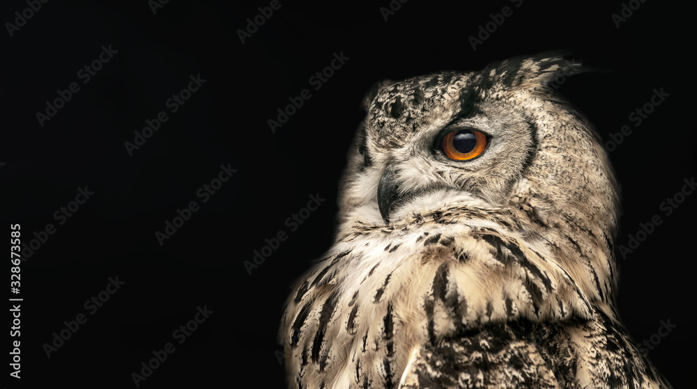 Obraz premium Panoramic photo of a horned owl in a half profile on a black background.