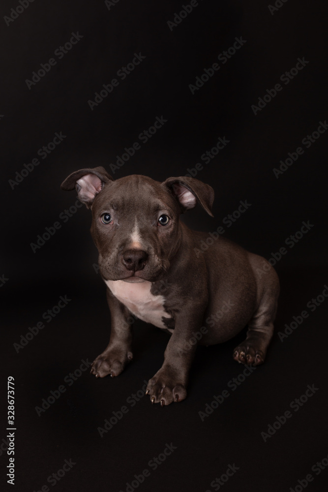 Puppy American Pit Bull Terrier sit on black background in studio Puppy American Pit Bull Terrier sit on black background in studio