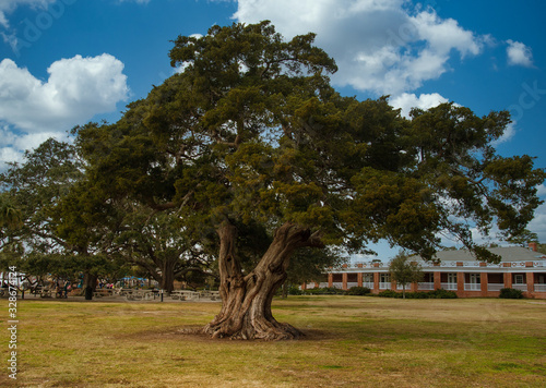 A huge old live oak tree in a public park in Georgia