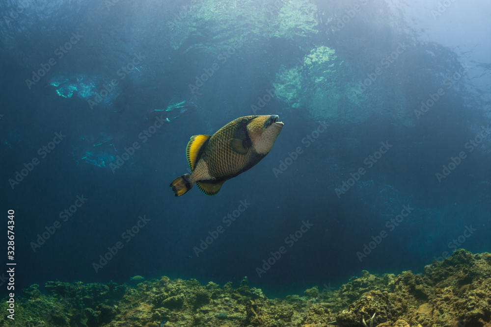 Underwater life