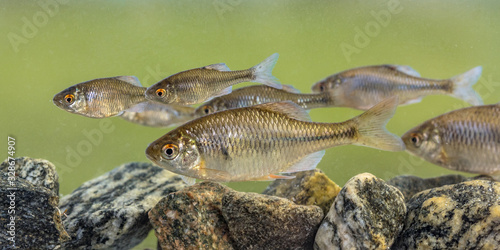 European bitterling shoal fish natural environment photo