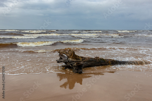 Great sea landscape with sandy beach and wooden trunk washed out of the sea. Baltic Sea, Latvia.