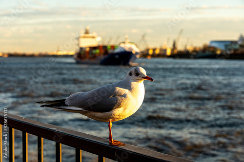 seagull at bridge10 famous fish buns at landungsbrücken in Hamburg, germany