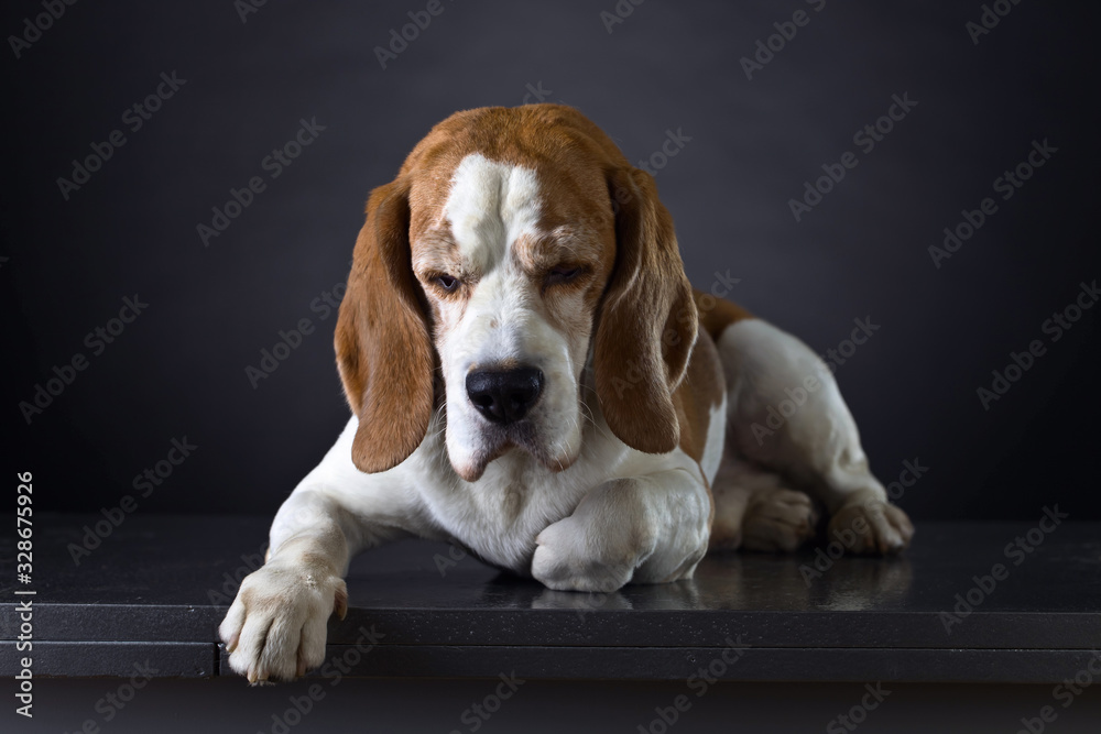 Portrait of a purebred Beagle .