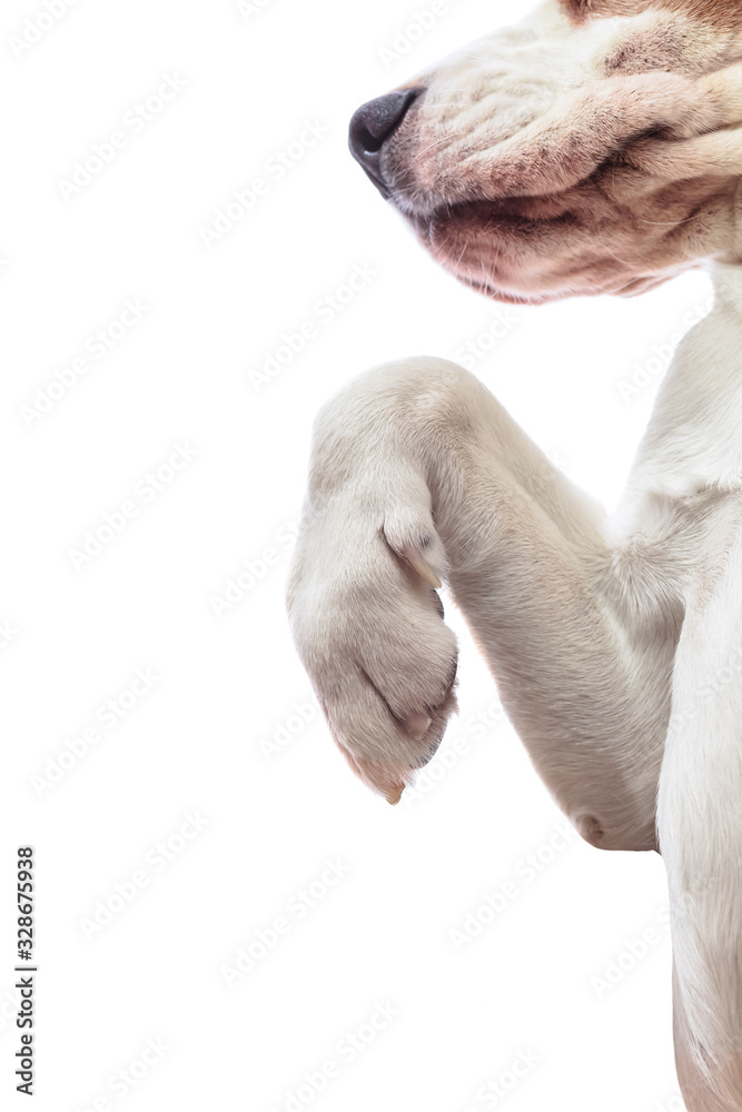 Naklejka premium Paw of a dog , isolated on white background.