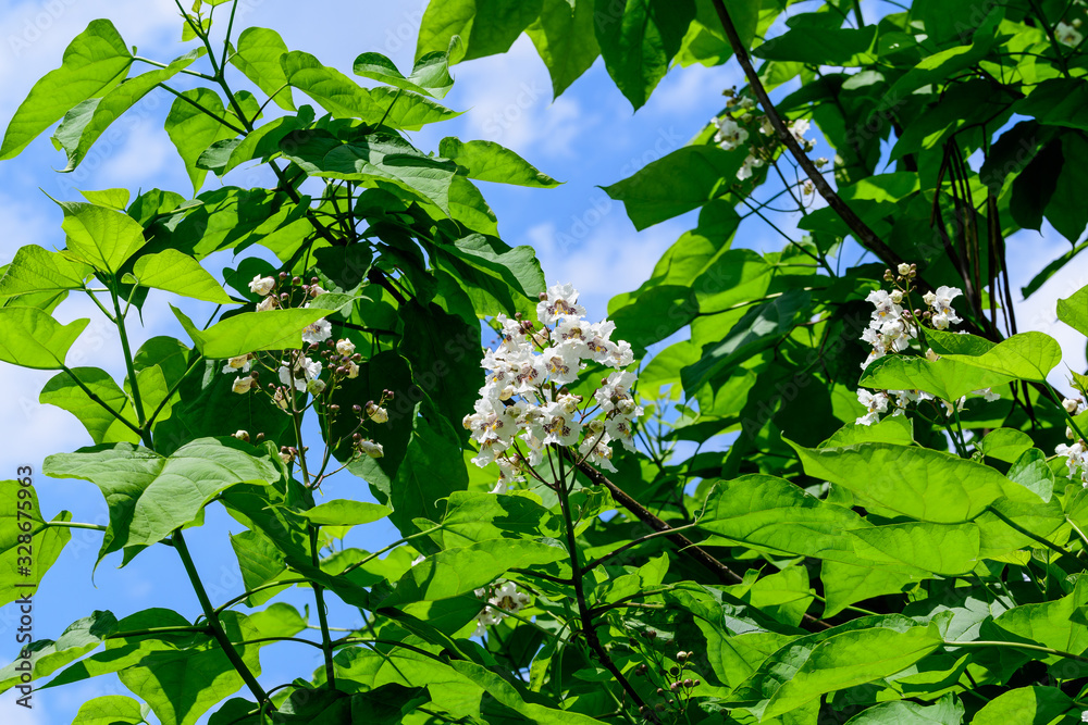 Obraz premium Large branches with decorative white flowers and green leaves of Catalpa bignonioides plant commonly known as southern catalpa, cigartree or Indian bean tree in a sunny summer day