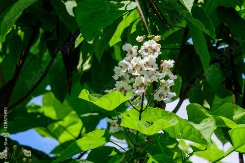 Large branches with decorative white flowers and green leaves of Catalpa bignonioides plant commonly known as southern catalpa, cigartree or Indian bean tree in a sunny summer day photo