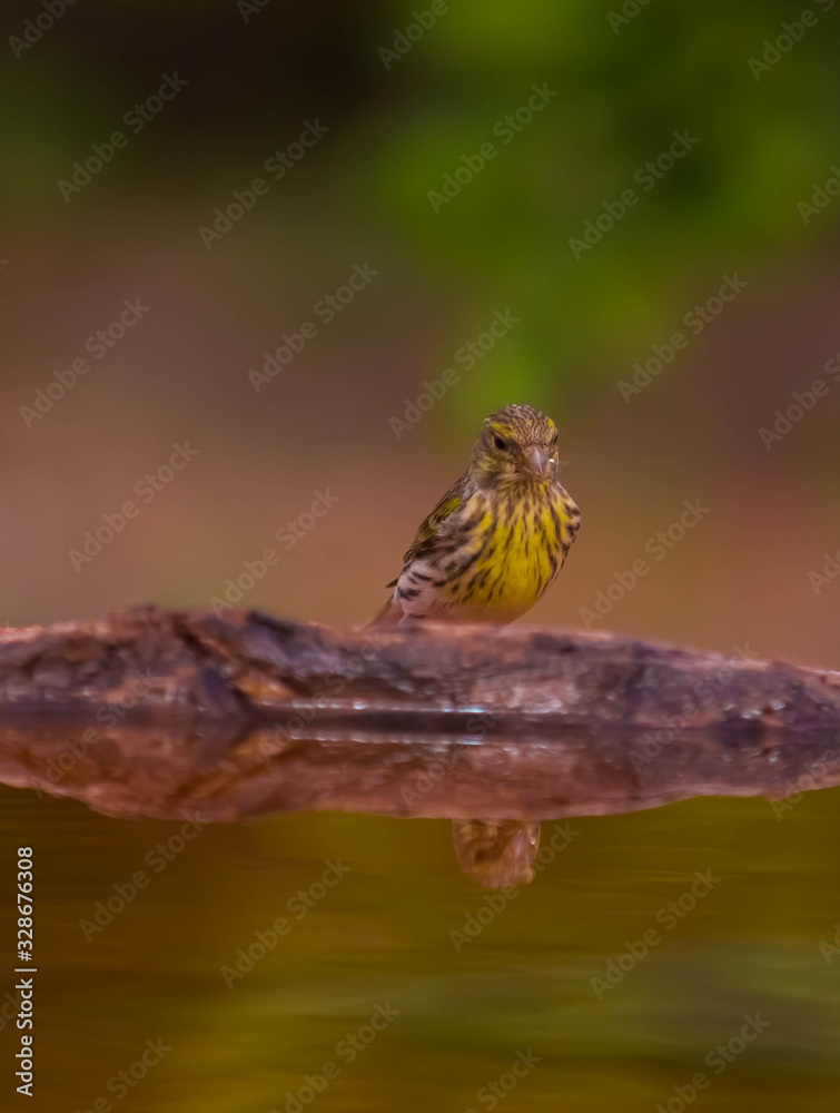 passer domesticus drinking water and his reflection on the water