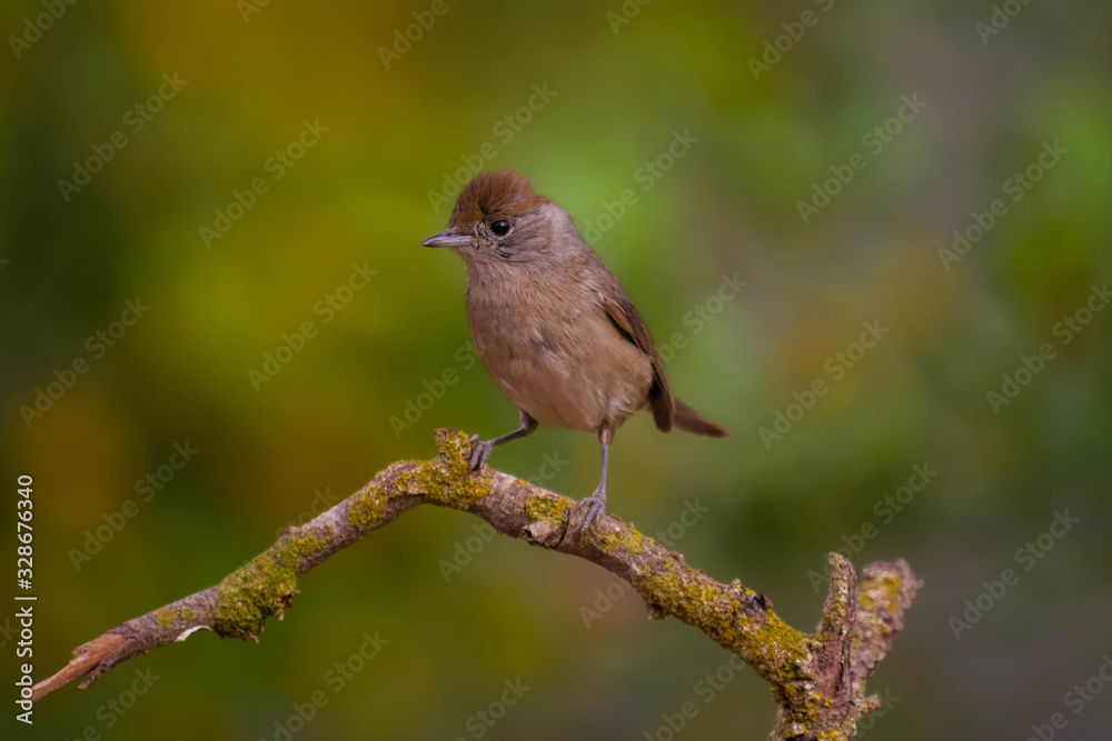 Eurasian blackcap or sylvia atricapilla drinking water and seeing his reflection on the water