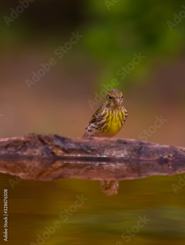 passer domesticus drinking water and his reflection on the water © Enrique