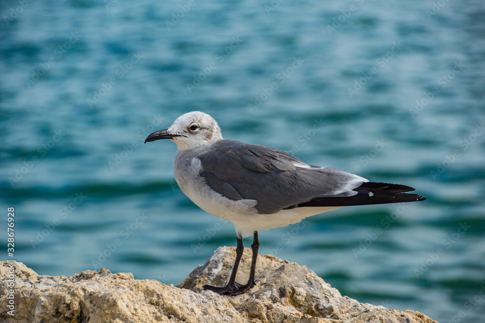 Seagull sitting on a rock at the beach Seagull sitting on a rock at the beach