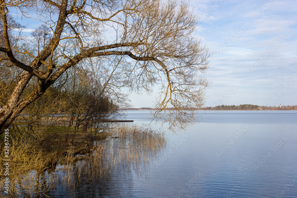 Beautiful sun-lit willow in early spring on the shore of the lake, great weather. Latvia. Lake Aluksne