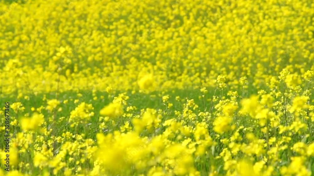 河川敷の菜の花