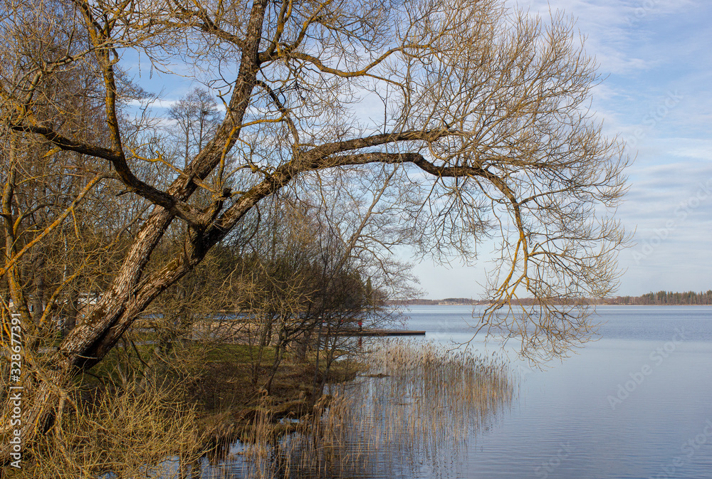Beautiful sun-lit willow in early spring on the shore of the lake, great weather. Latvia. Lake Aluksne Beautiful sun-lit willow in early spring on the shore of the lake, great weather. Latvia. Lake Aluksne