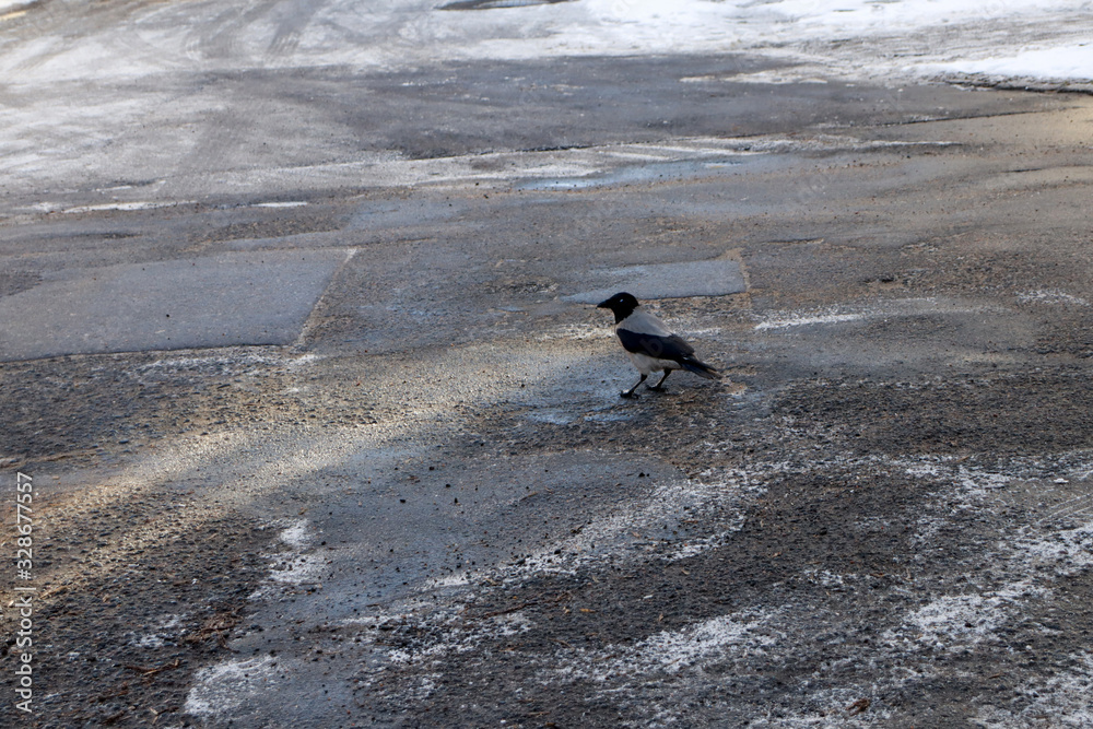 Crow on the pavement. Wild crow on a city street