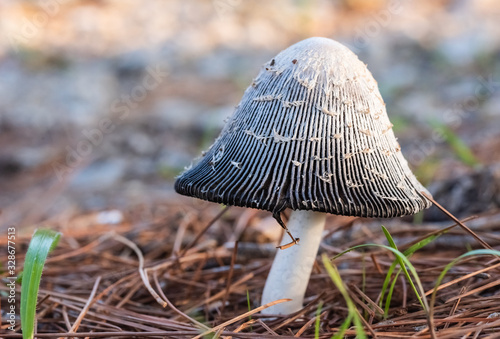 Close-up image of Coprinus comatus mushroom. Wild mushrooms in the forest are...
