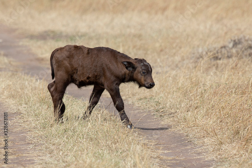 Cape Buffalo or African  buffalo  Syncerus caffer Calf  Maasai Mara National Reserve  Africa