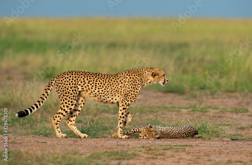 Cheetah Mother and Baby, Maasai Mara National Reserve, Africa