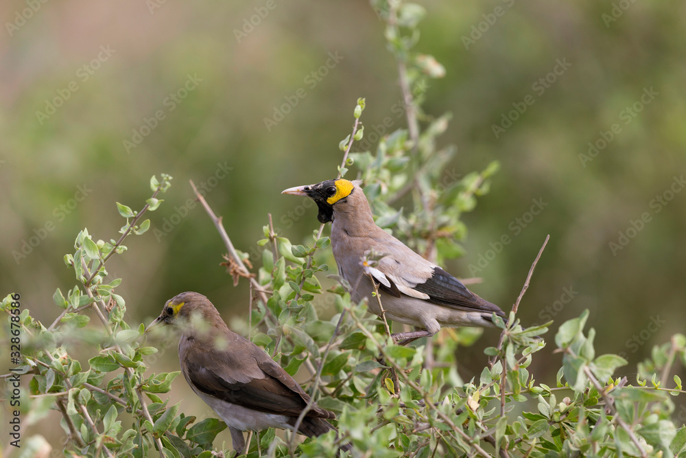 Fototapeta premium Wattled starling, Creatophora cinerea Masaimara, Africa