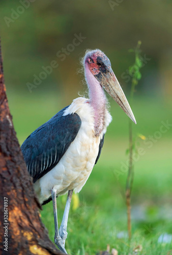 Maribu Stork, Leptoptilos crumenifer, Lake naivasha, Kenya, Africa photo