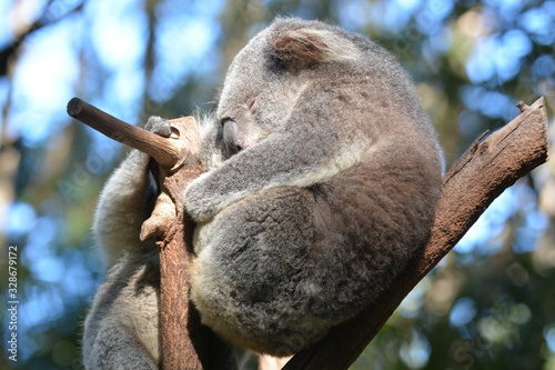 Koala Australien 1