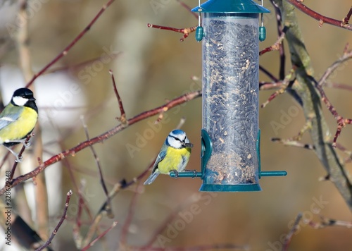 Loxia curvirostra.Bird feeder in winter.
