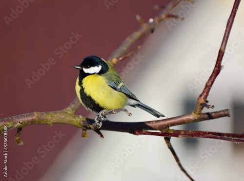 Titmouse.Little bird on a branch