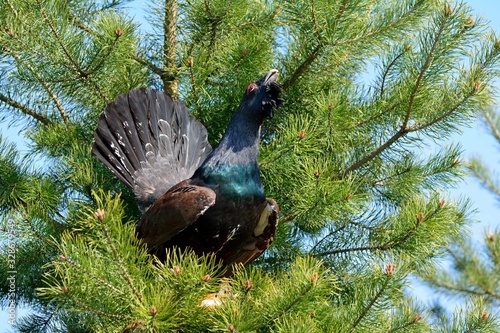 Capercaillie sits on a pine tree and sings