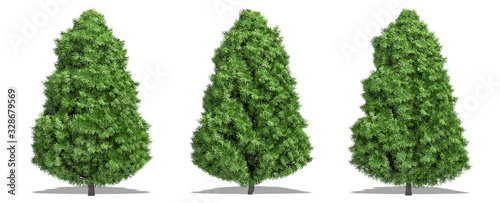 Beautiful tree isolated and cutting on a white background with clipping path.