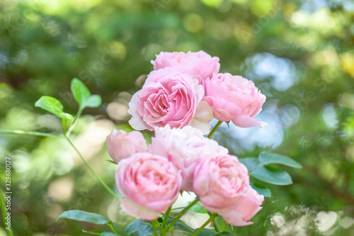                                       rose antonio gaudi