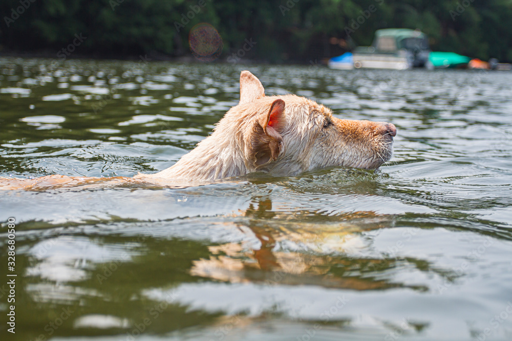 Fototapeta premium Dog swimming in lake