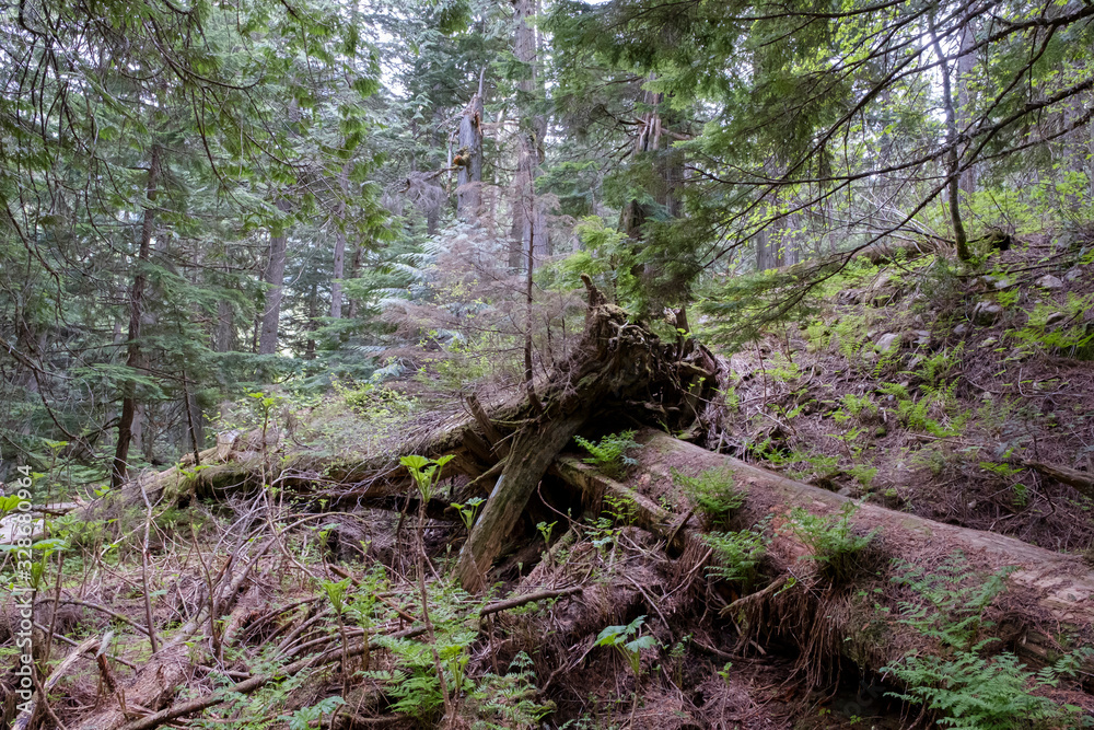 Giant Cedars Mount Revelstoke National Park, British Columbia, Canada featuring large old cedar trees