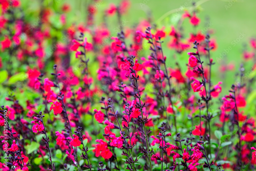 Large evergreen shrub of vivid dark red Salvia microphylla Hot Lips flowers, commonly known as the baby sage, Graham's or blackcurrant sage, and green leaves in a garden in a sunny summer day Large evergreen shrub of vivid dark red Salvia microphylla Hot Lips flowers, commonly known as the baby sage, Graham's or blackcurrant sage, and green leaves in a garden in a sunny summer day