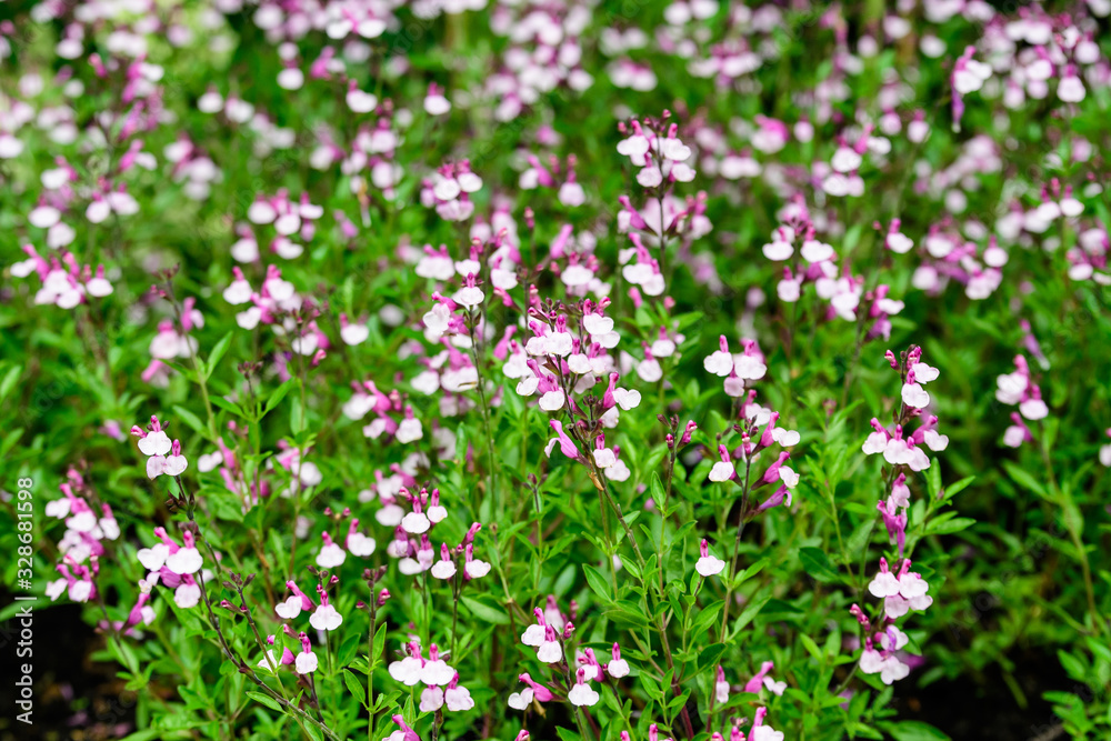 Large evergreen shrub of white and vivid pink Salvia microphylla Hot Lips flowers, commonly known as the baby sage, Graham's or blackcurrant sage, and green leaves in a garden in a sunny summer day Large evergreen shrub of white and vivid pink Salvia microphylla Hot Lips flowers, commonly known as the baby sage, Graham's or blackcurrant sage, and green leaves in a garden in a sunny summer day